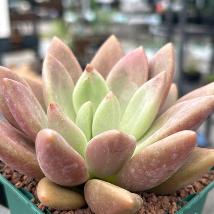 Graptoveria 'Rosa Donut'
