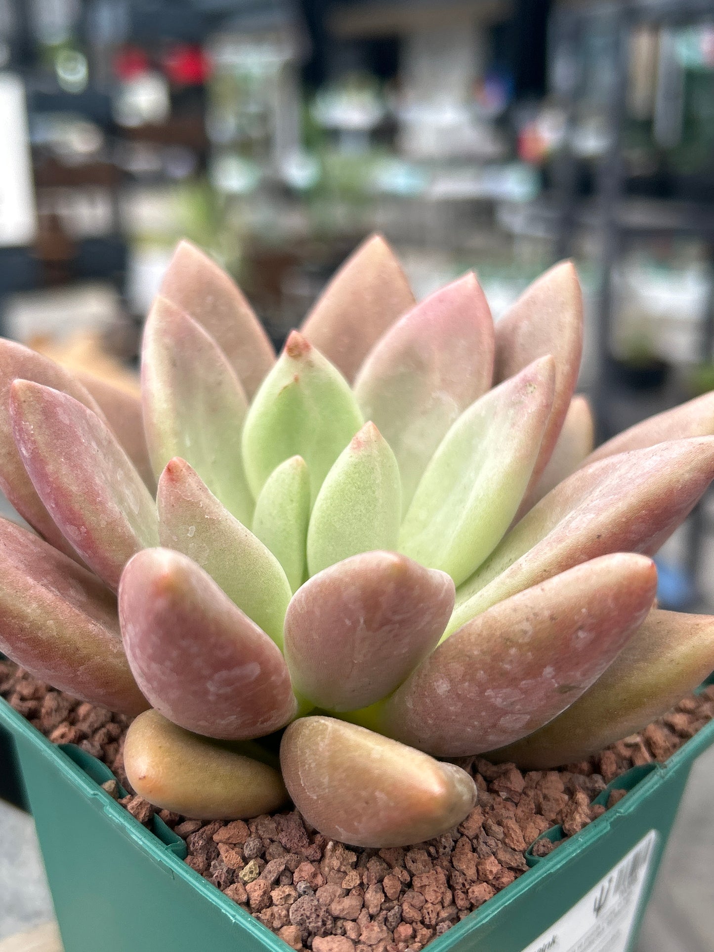 Graptoveria 'Rosa Donut'