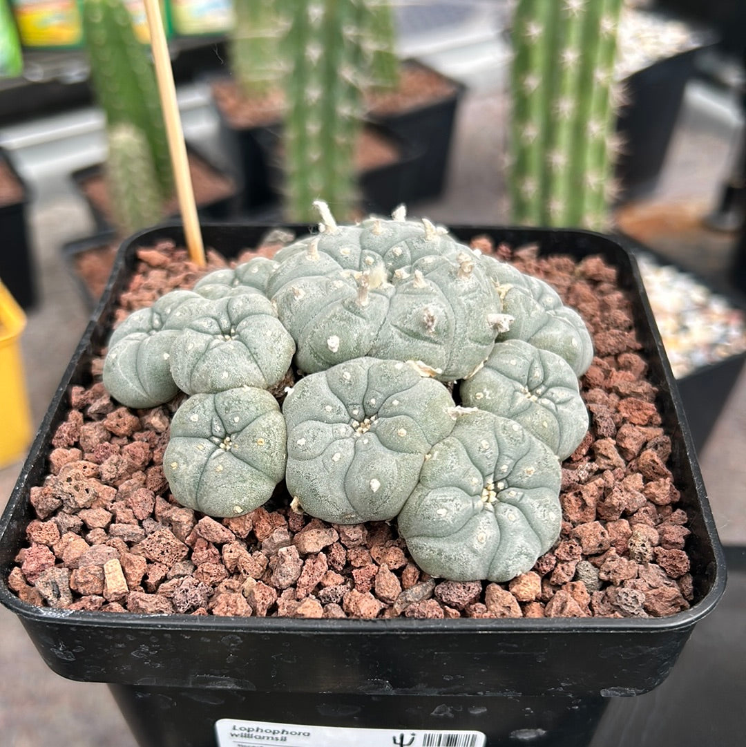 Lophophora williamsii (Peyote)