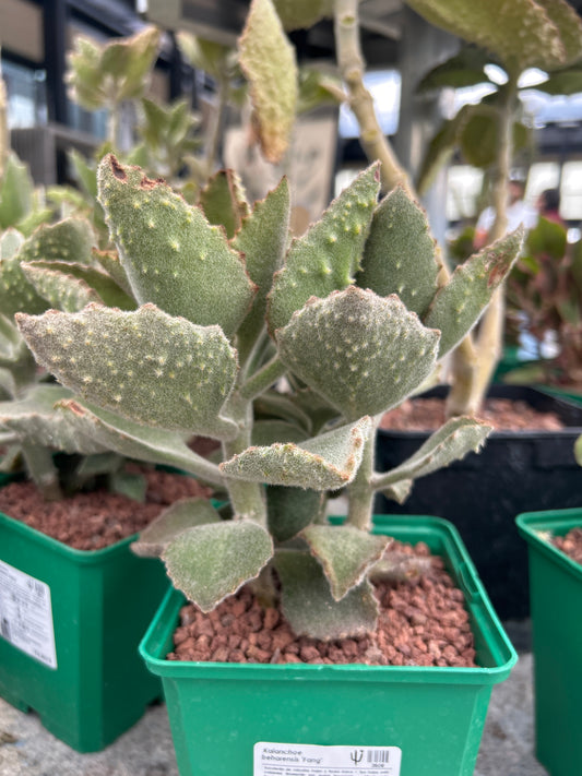 Kalanchoe beharensis 'Fang'