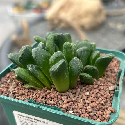 Haworthia 'Sizunami'