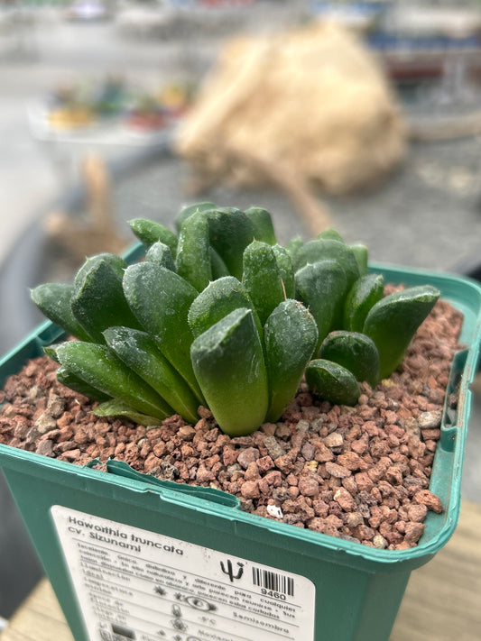 Haworthia 'Sizunami'