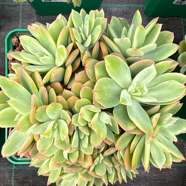 Echeveria 'Luelle'