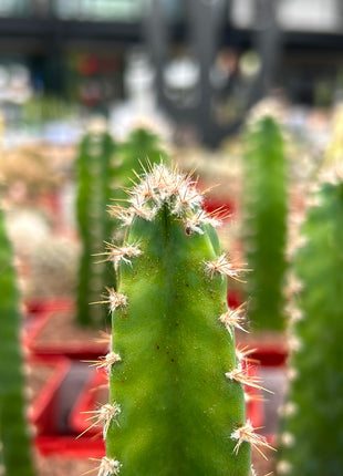 Cereus peruvianus 'Florida'