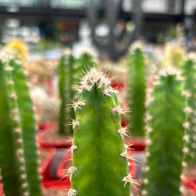 Cereus peruvianus 'Florida'