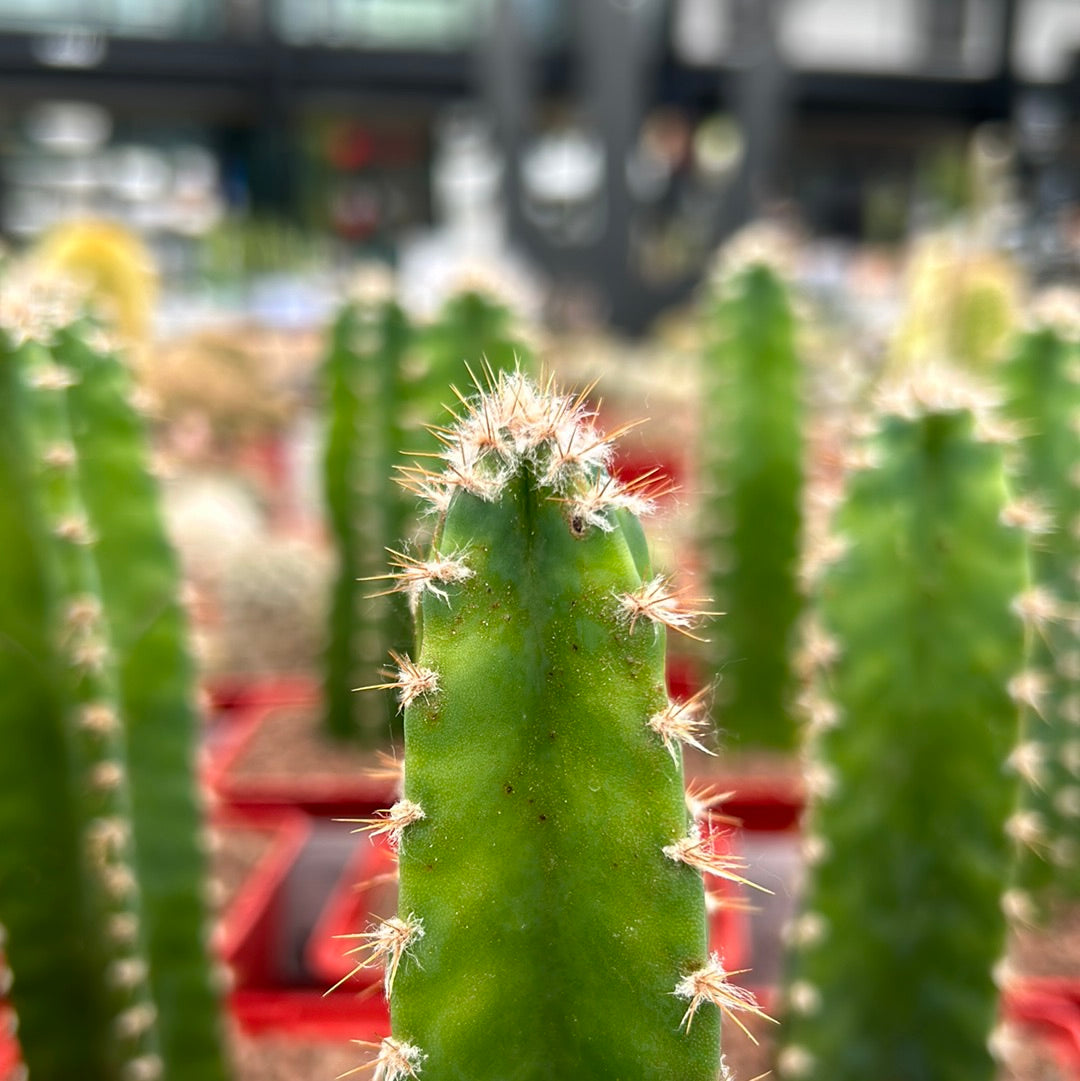 Cereus peruvianus ‘Florida’