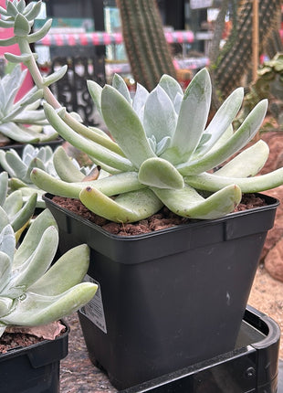 Dudleya pachyphytum "chalk immortelle"