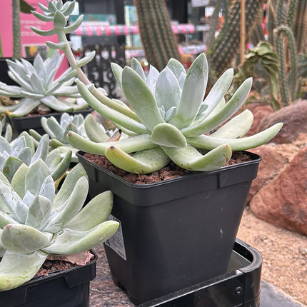 Dudleya pachyphytum