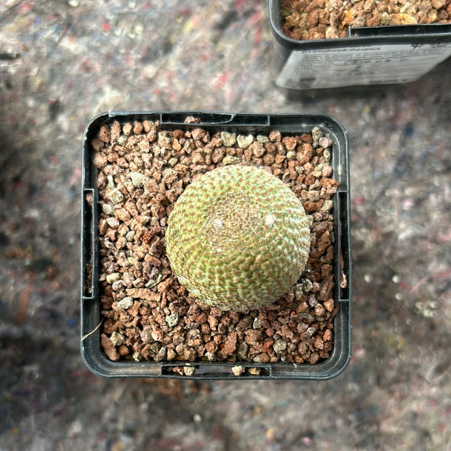Reicheocactus pseudoreicheanus