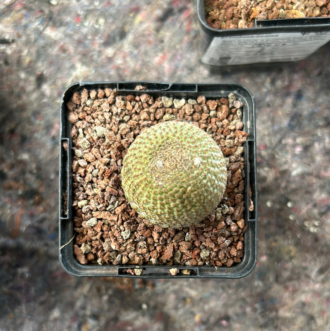 Reicheocactus pseudoreicheanus