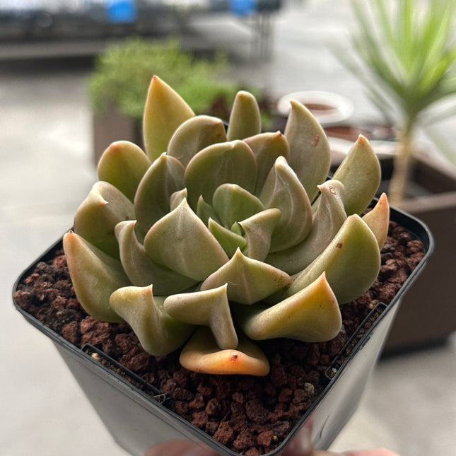 Echeveria ‘Marabu’