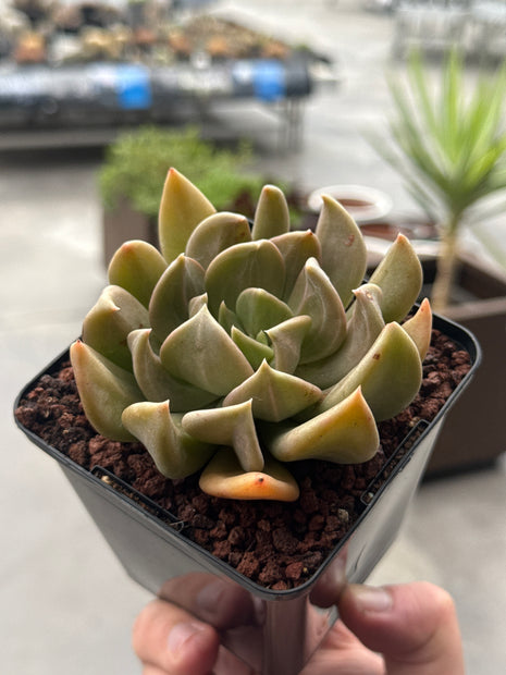 Echeveria ‘Marabu’