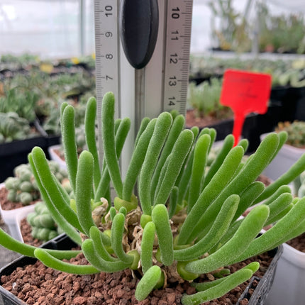 Monilaria moniliformis