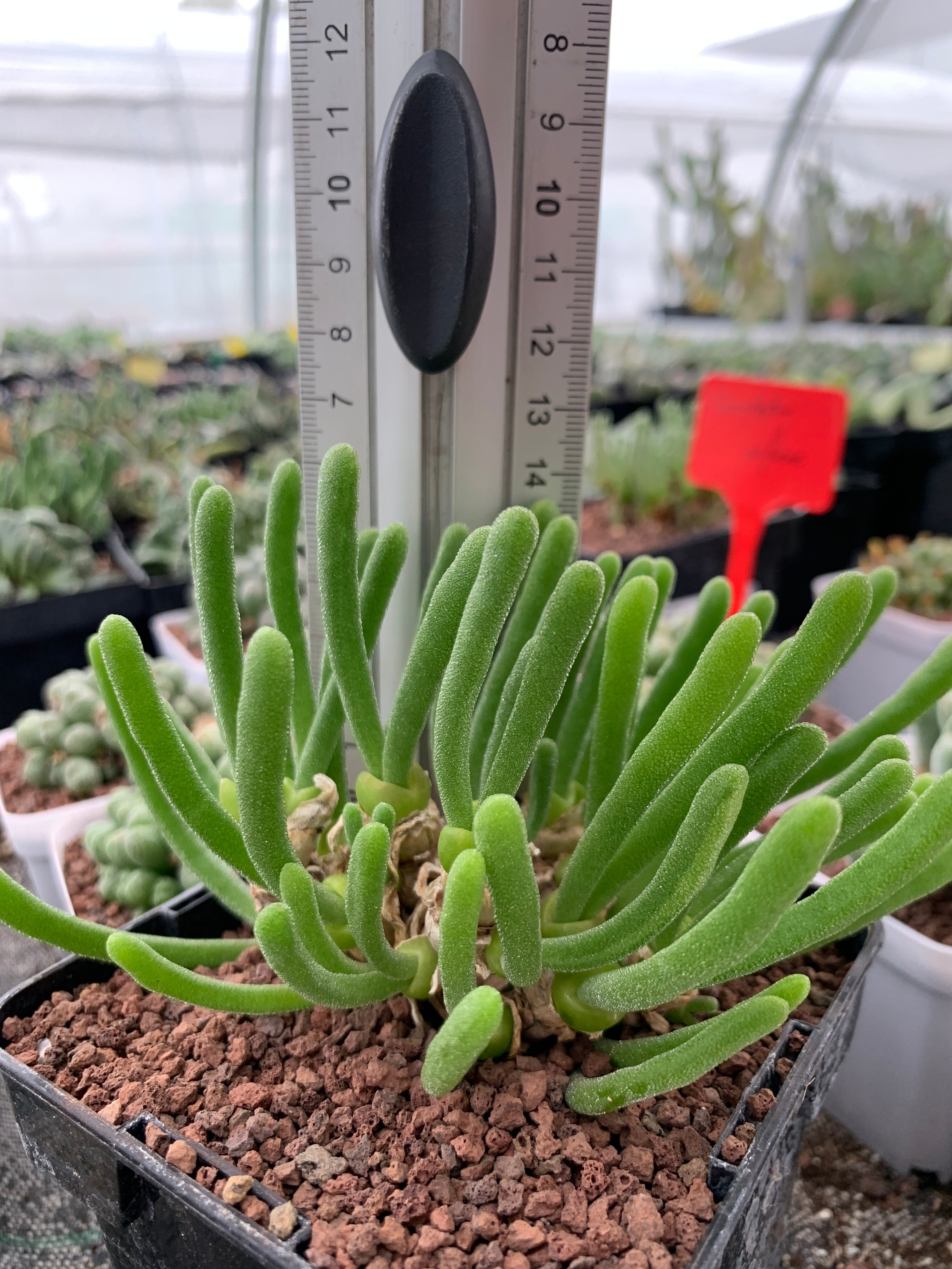 succulent that looks like anemone Monilaria moniliformis – DesertSTORE.es