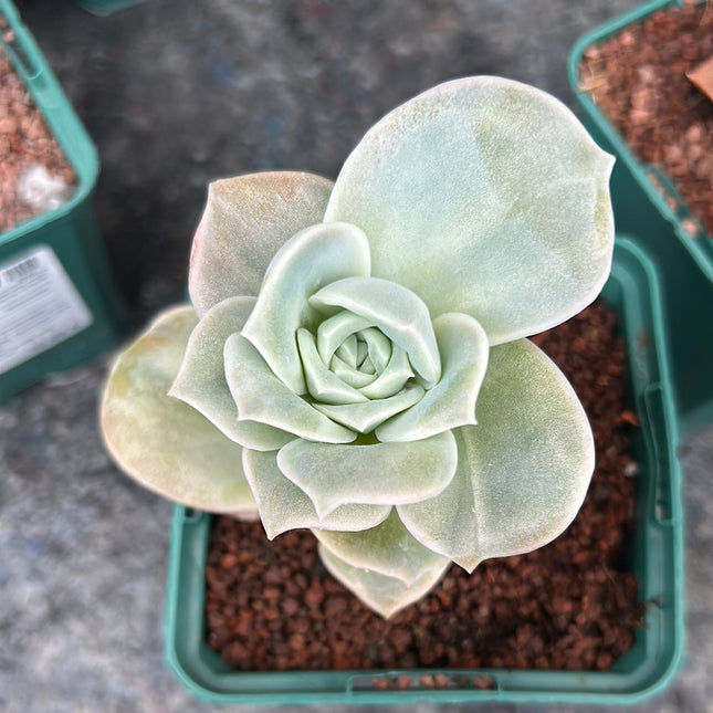Graptoveria 'Lovely Rose'