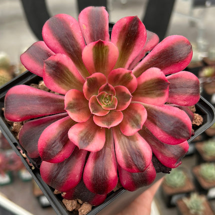 Aeonium 'Cornish rose' variegated