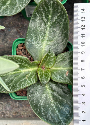 Crassula streyi 'Tölken'
