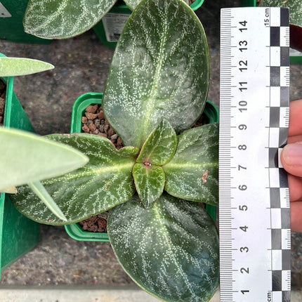 Crassula streyi ‘Tölken’