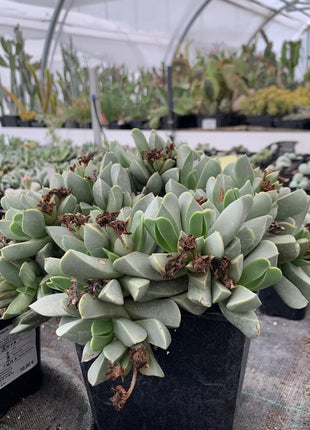 Machairophyllum brevifolium