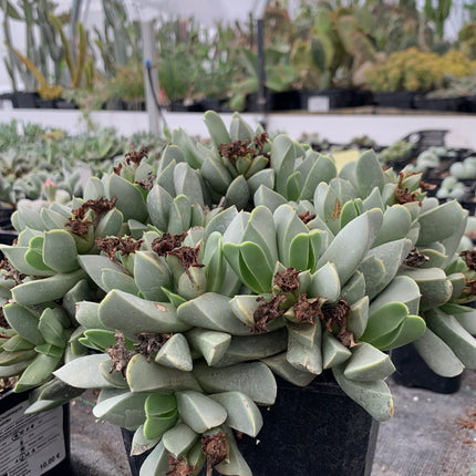 Machairophyllum brevifolium