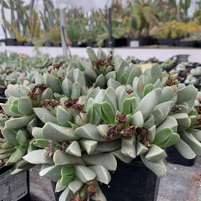 Machairophyllum brevifolium