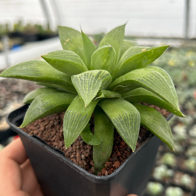 Haworthia 'Regida'