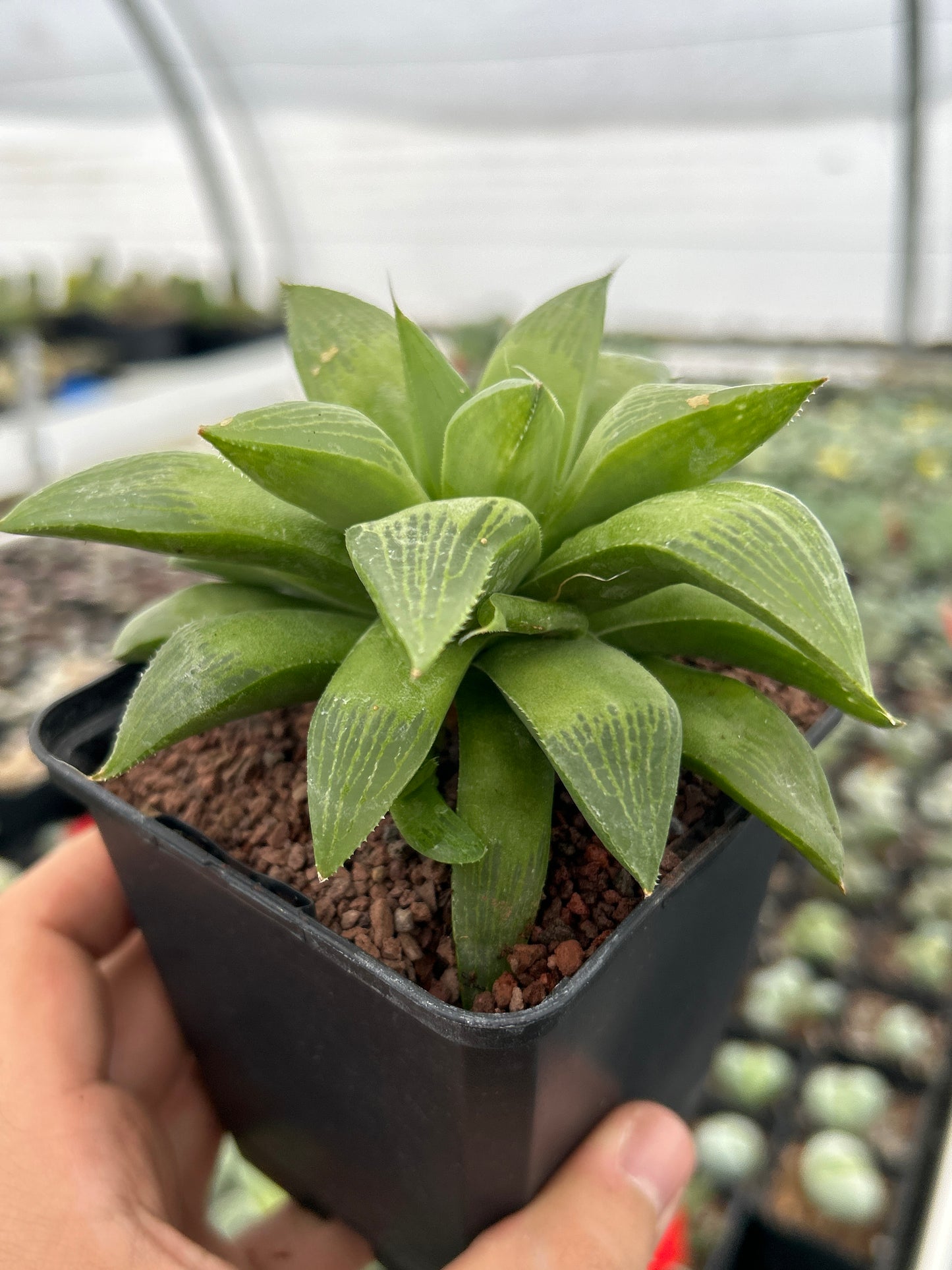 Haworthia 'Regida'