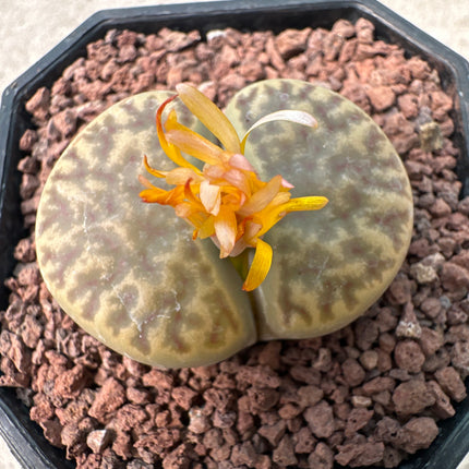 Lithops hookeri var. davneri C013