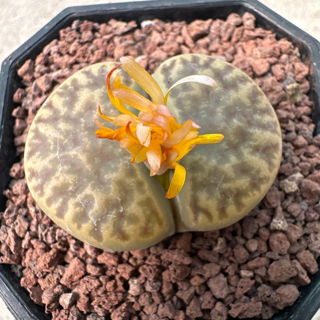 Lithops hookeri var. hookeri C335