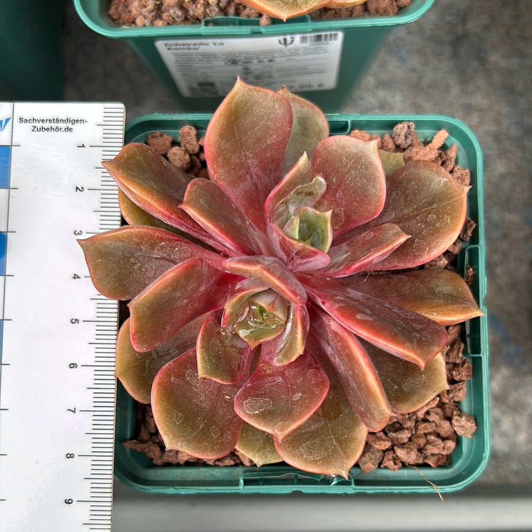 Echeveria 'The Bomb'