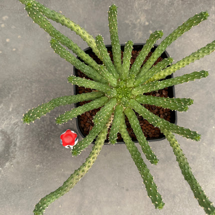 Euphorbia capital-medusae | Euphorbia medusa gigante