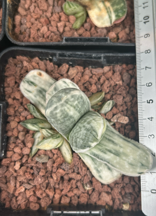 Gasteria Lebenslauf. Sakura Fuji