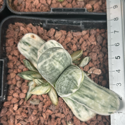 Gasteria Lebenslauf. Sakura Fuji