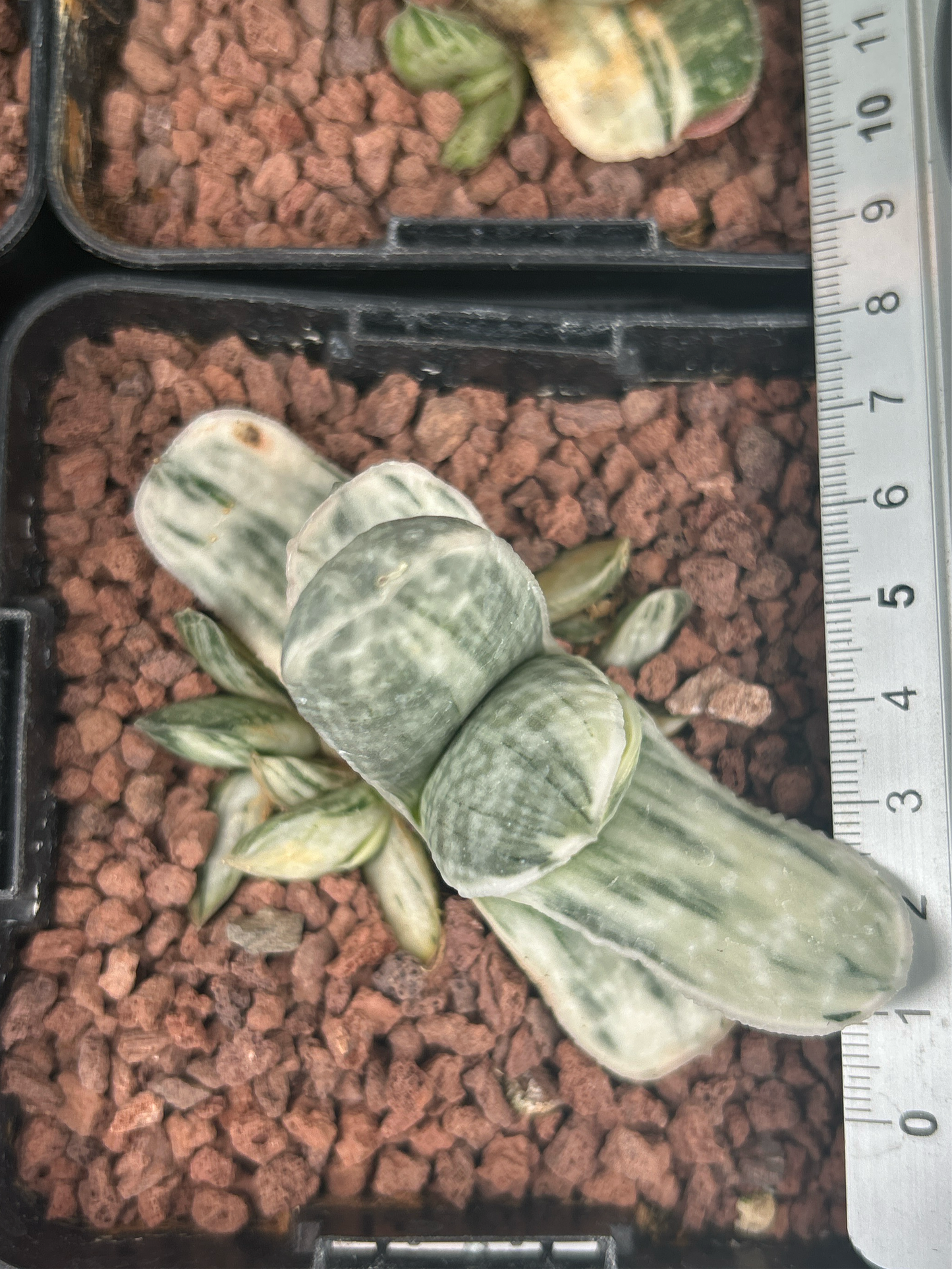 Gasteria Lebenslauf. Sakura Fuji