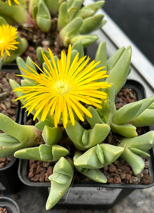 Cheiridopsis acuminata