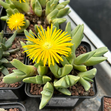 Cheiridopsis acuminata