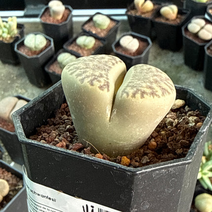 Lithops schwantesii