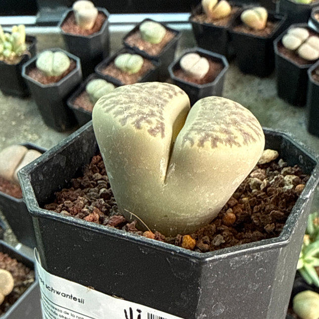 Lithops schwantesii