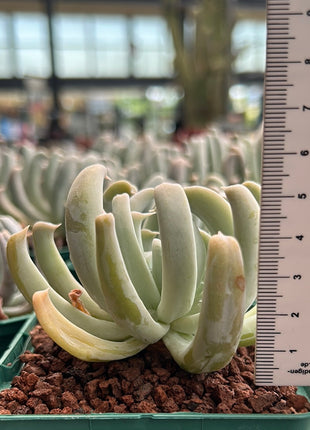 Echeveria runyonii