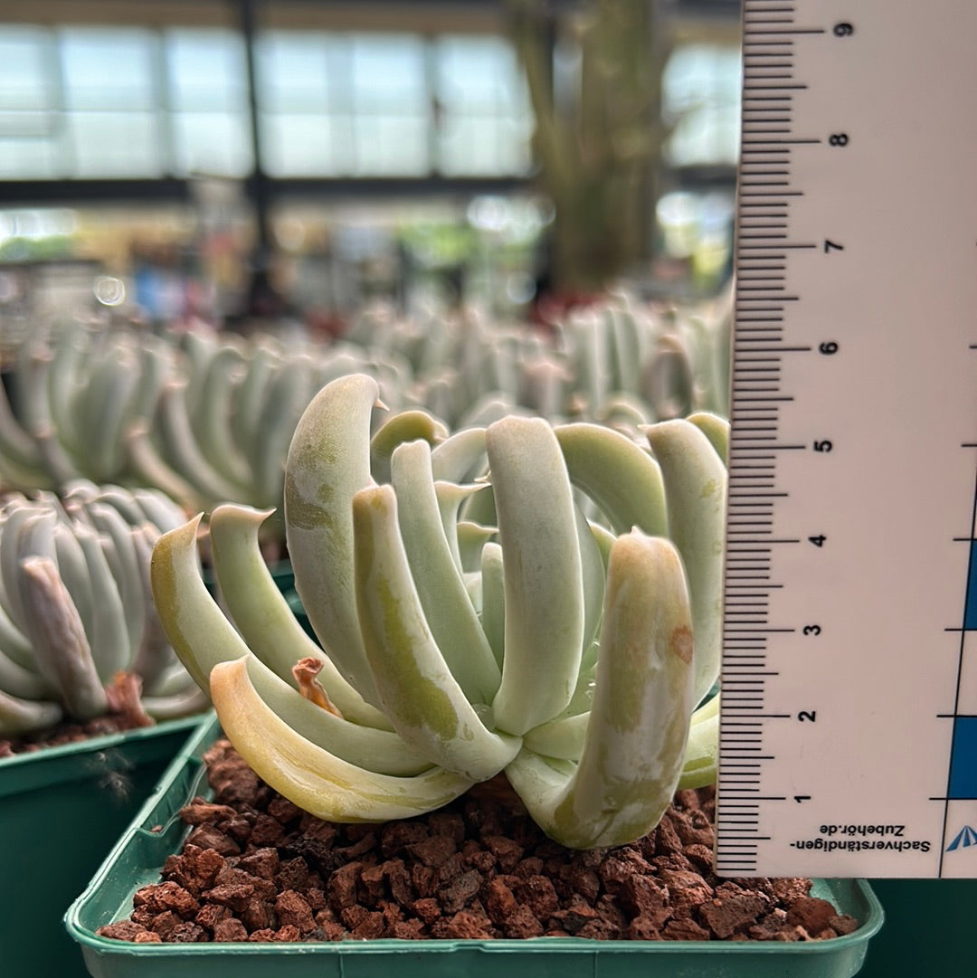 Echeveria runyonii