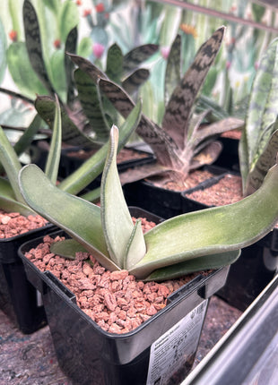 Gasteria bicolor 'Biriformis'
