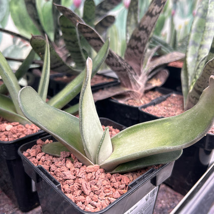 Gasteria bicolor ‘Biriformis’