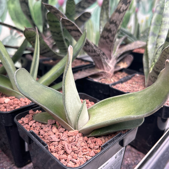 Zweifarbige Gasteria 'Biriformis'