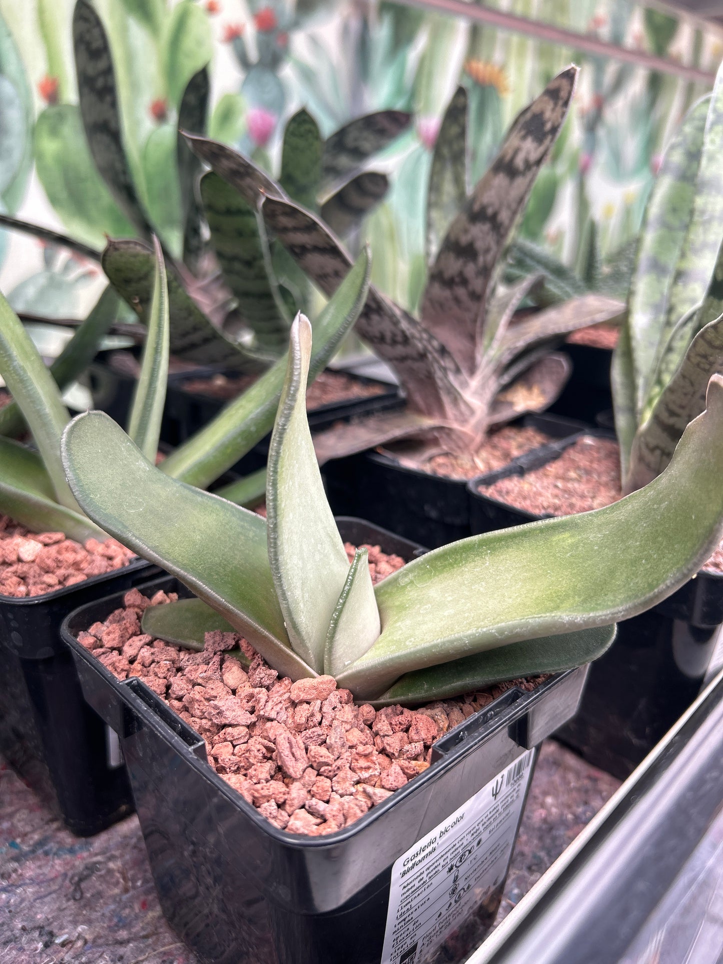 Zweifarbige Gasteria 'Biriformis'