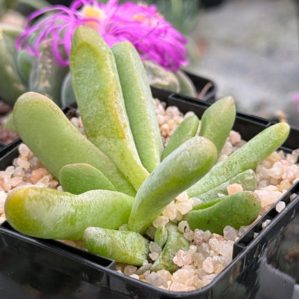 Glottiphyllum oligocarpum