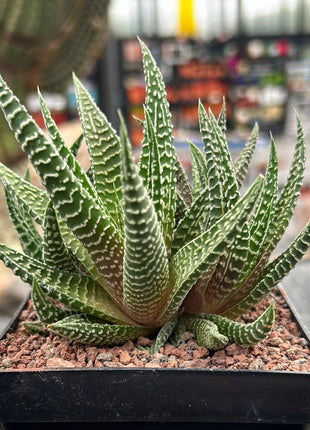 Haworthiopsis scabra x limifolia striata