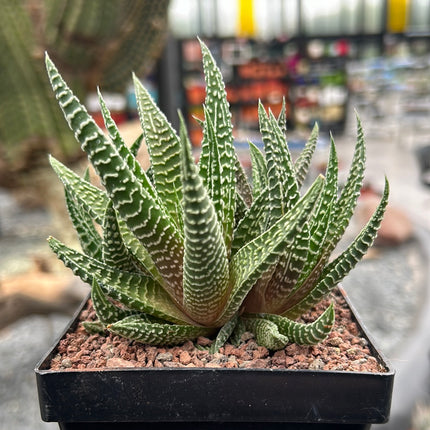 Haworthiopsis scabra x limifolia striata
