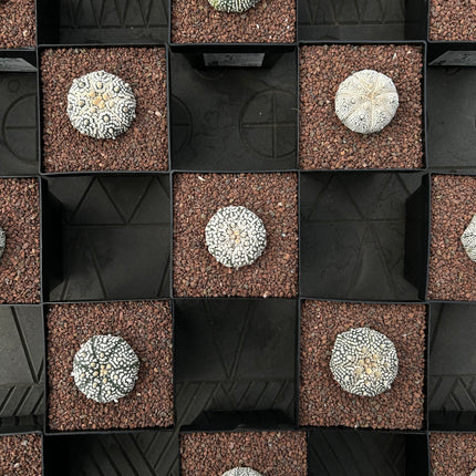 Astrophytum asterias 'SUPERKABUTO' CITES