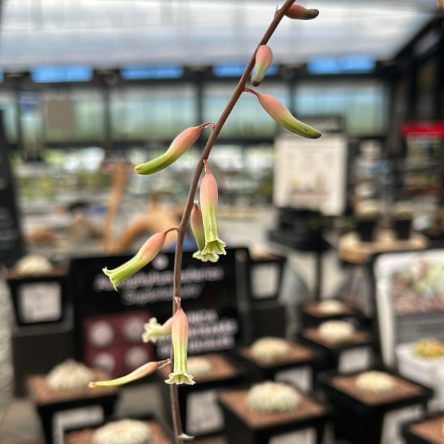 x Gasterworthia ‘Fandango’