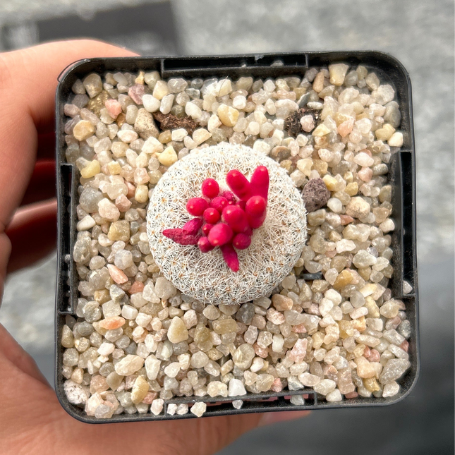 Epithelantha micromeris L 737 Cinco de Mayo